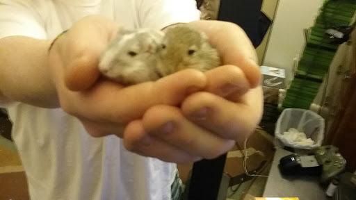 Pet Supply Store «Pet Supplies Plus», reviews and photos, 400 Lowell Ave Suite 14, Haverhill, MA 01832, USA