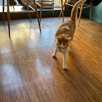 Photo n°39 de l'avis de Pietro.a fait le 04/02/2023 à 21:39 sur le  Crazy Cat Café à Milan