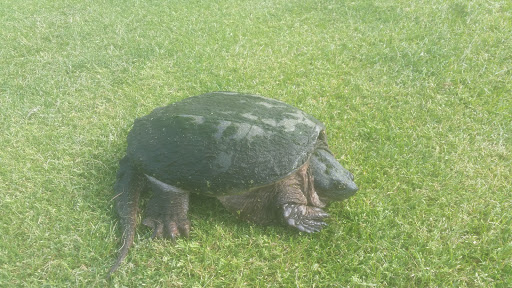 Golf Course «Elbel Golf Course», reviews and photos, 26595 Auten Rd, South Bend, IN 46628, USA