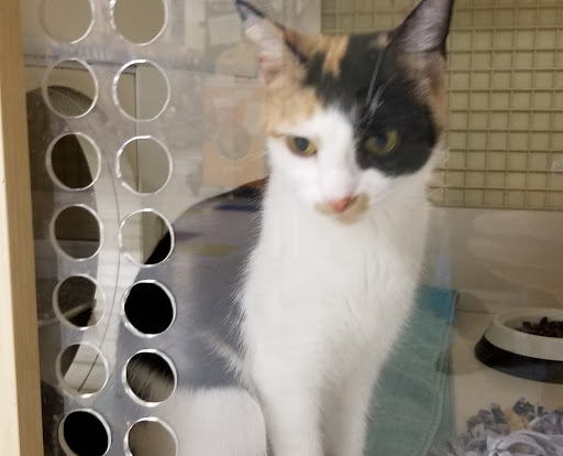 Pet Supply Store «Petco Animal Supplies», reviews and photos, 4820 South Baldwin Road #3B, Orion Township, MI 48359, USA