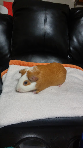 Pet Supply Store «PetSmart», reviews and photos, 15555 E 14th St, San Leandro, CA 94578, USA