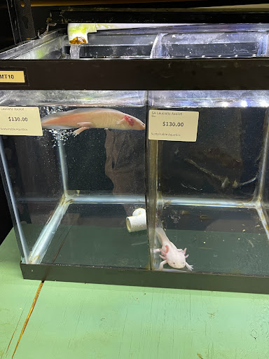 Tropical Fish Store «Reef Life Aquariums», reviews and photos, 5511 US-280 #310, Birmingham, AL 35242, USA