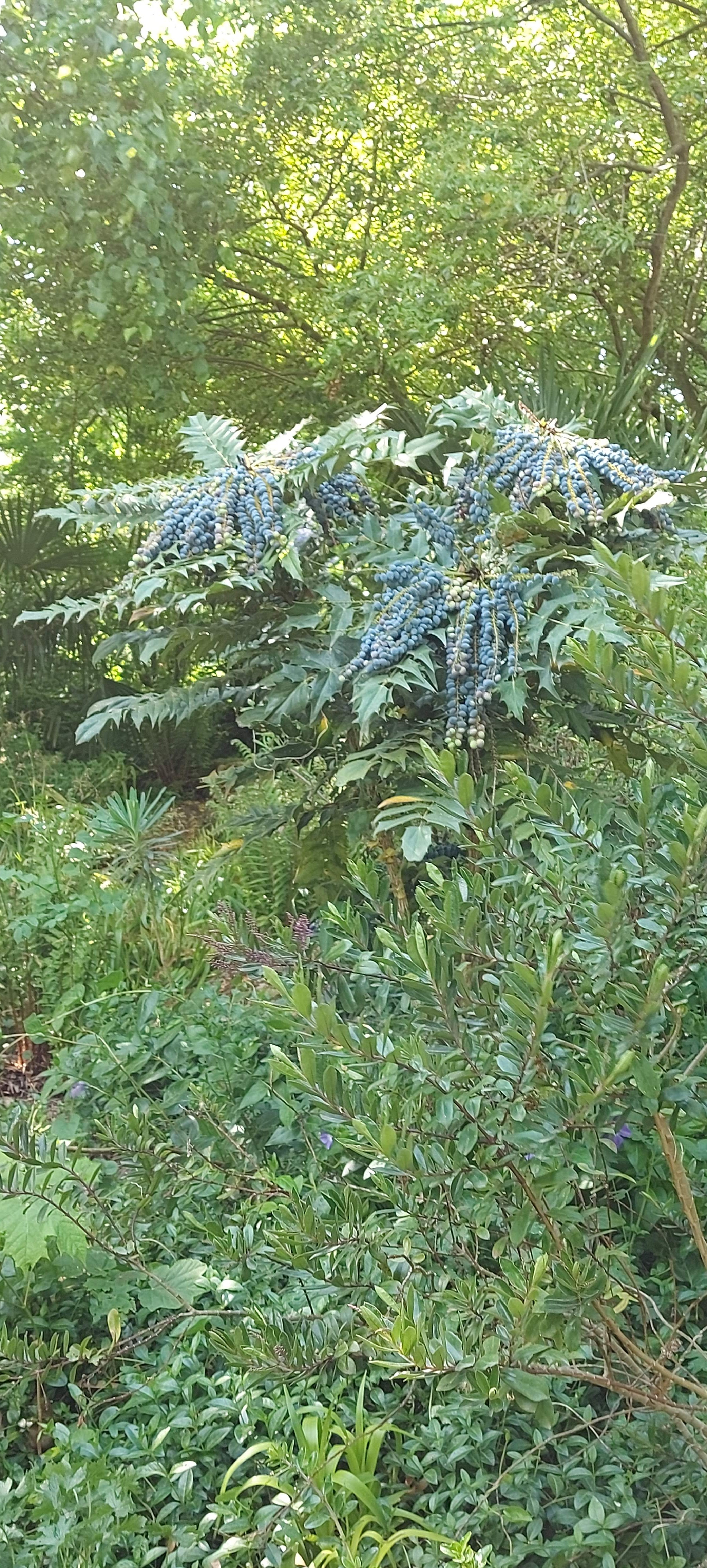 Photo n° 20 de l'avis de gwadilina.l fait le 12/05/2022 à 00:30