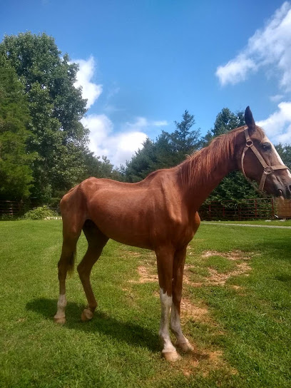 Roanoke Valley Horse Rescue