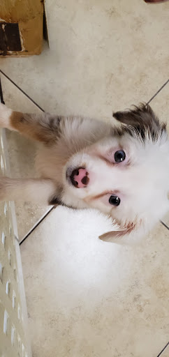 Pet Supply Store «Lil Rascals», reviews and photos, 10035 Gulf Center Dr #105, Fort Myers, FL 33913, USA