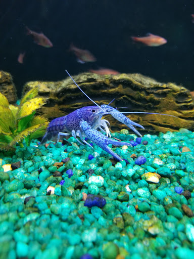 Pet Store «Petland Montgomery», reviews and photos, 7127 Eastchase Pkwy, Montgomery, AL 36117, USA