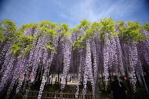 玉敷神社のフジ(県指定天然記念物) image