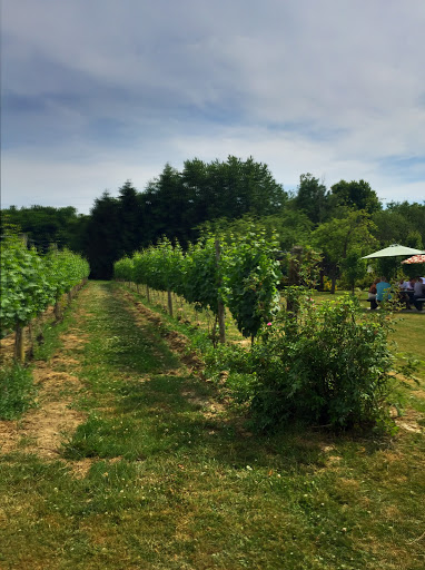 Vineyard «Harpersfield Vineyard», reviews and photos, 6387 OH-307, Geneva, OH 44041, USA