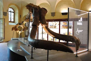 Museo Paleontologico image