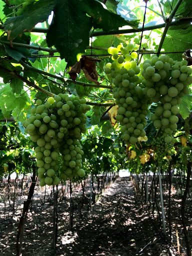 Musa’Nın Üzüm Bahçesi