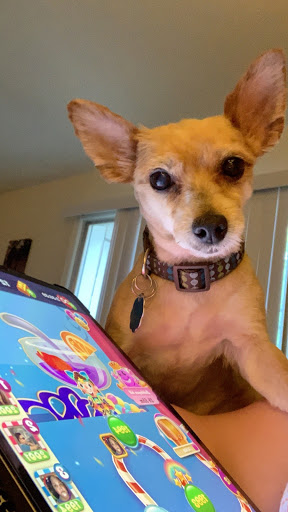 Pet Supply Store «Petco Animal Supplies», reviews and photos, 4491 Kirkwood Hwy, Wilmington, DE 19808, USA