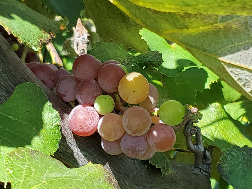 Vineyard «Stone Pillar Vineyard & Winery», reviews and photos, 11000 S Woodland St, Olathe, KS 66061, USA