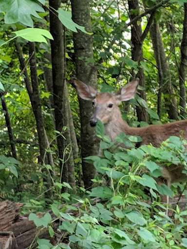 Park «Carney Park», reviews and photos, 11652 Fairfax Center Woods Tr, Fairfax, VA 22030, USA