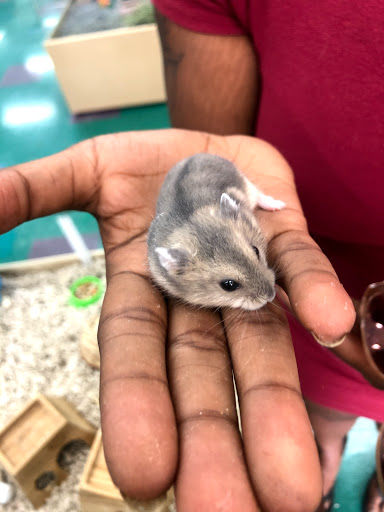 Pet Store «Petland Lewis Center», reviews and photos, 86 Meadow Park Ave, Lewis Center, OH 43035, USA