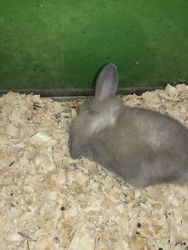 Venta conejos Panamá