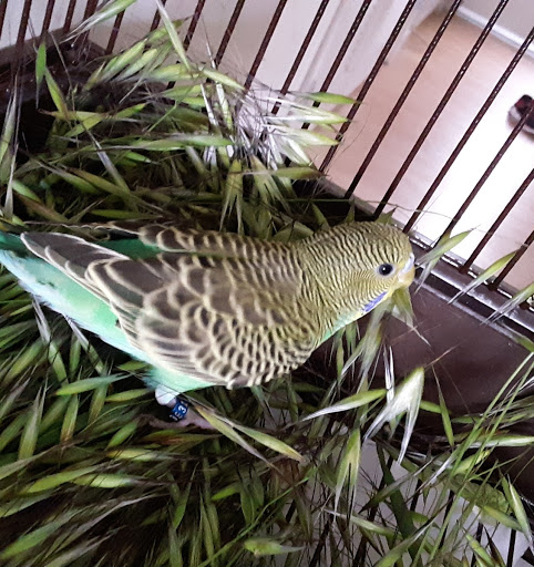 Pet Supply Store «Petco Animal Supplies», reviews and photos, 1591 Sloat Blvd, San Francisco, CA 94132, USA