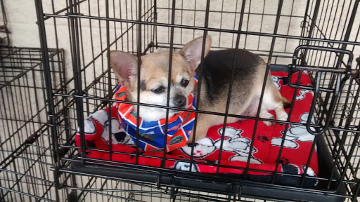 Pet Supply Store «PetSmart», reviews and photos, 3736 SW Archer Rd, Gainesville, FL 32608, USA