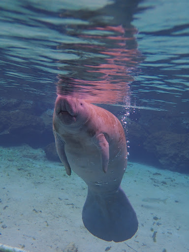 Tourist Attraction «Fun 2 Dive - Swim with Manatees», reviews and photos, 135 NE 3rd St, Crystal River, FL 34429, USA