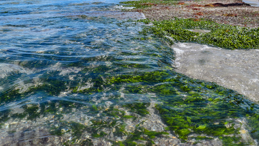 Nature Preserve «Scottsmoor Flatwoods Sanctuary East», reviews and photos, 6000 Magoon Ave, Mims, FL 32754, USA