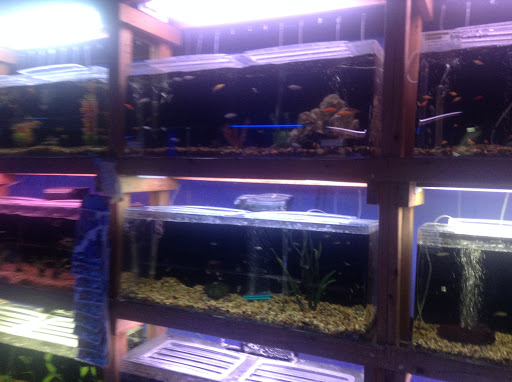 Pet Supply Store «Pet Club Hayward», reviews and photos, 27451 Hesperian Blvd, Hayward, CA 94545, USA