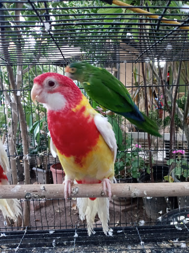 Pet Store «Inez Pet Shop», reviews and photos, 3825 Whittier Blvd, Los Angeles, CA 90023, USA