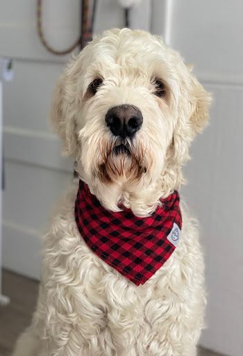 Pet Supply Store «Coast Pet Supplies», reviews and photos, 880 N Coast Hwy, Laguna Beach, CA 92651, USA