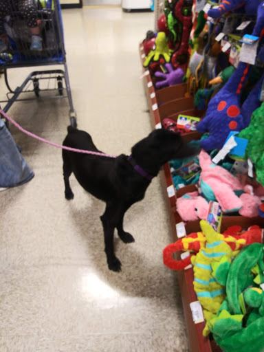 Pet Supply Store «PetSmart», reviews and photos, 600-800 Hatton Dr, Glen Mills, PA 19342, USA