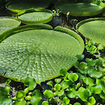 Photo n° 40 de l'avis de Le.a fait le 16/05/2022 à 18:07 pour Jardin Botanique Jean-Marie Pelt à Villers-lès-Nancy