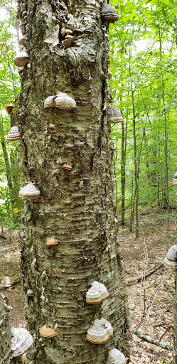 Nature Preserve «Eshqua Bog Natural Area», reviews and photos, Garvin Hill Rd, Woodstock, VT 05091, USA