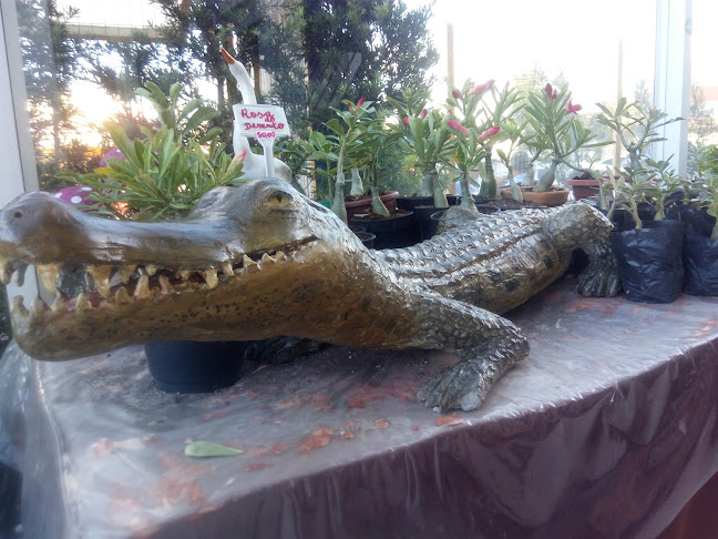Avaliações sobre Vida Exotica Garden em João Pessoa - Floricultura