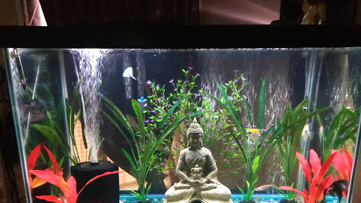 Pet Store «Fish R Us», reviews and photos, 10855 TX-242, Conroe, TX 77385, USA