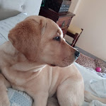 Photo n°1 de l'avis de Antonio.a fait le 13/06/2021 à 20:30 sur le  Street Burger à Trani