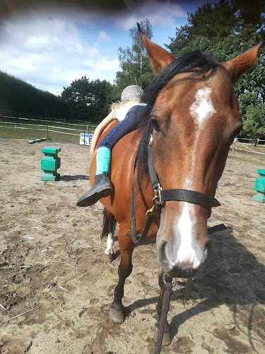 Melanie Wittockx - Coaching & therapie met paarden - Reisbureau