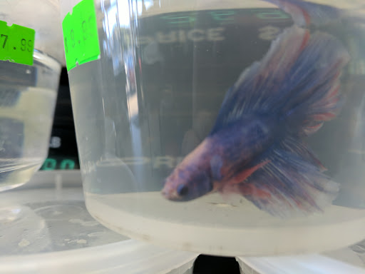 Pet Store «Eden Pets Supplies & Aquarium», reviews and photos, 3771 Bladensburg Rd, Brentwood, MD 20722, USA