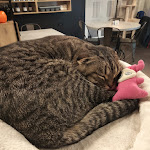 Photo n°7 de l'avis de Chiara.o fait le 22/10/2022 à 19:39 sur le  Dr. Cat - Pet Lounge Bistrot à Brescia