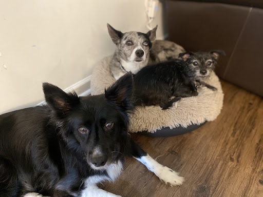 Pet Supply Store «Pet Supplies Plus», reviews and photos, 9500 Dorchester Rd #350, Summerville, SC 29485, USA