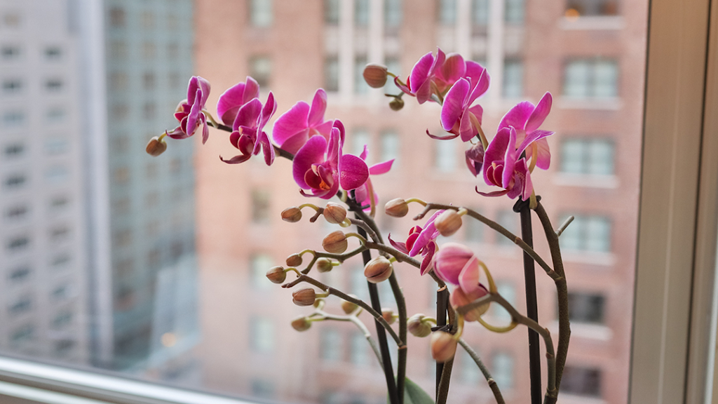 Orchid Aesthetics Medical Spa 10019