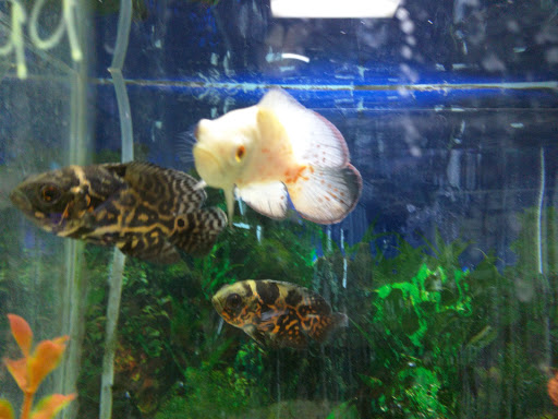 Garden Center «A W Brown Pet & Garden», reviews and photos, 144 Shaker Rd, East Longmeadow, MA 01028, USA