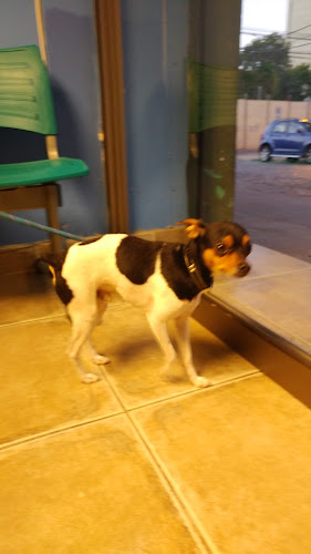 VETCLIN - Veterinario