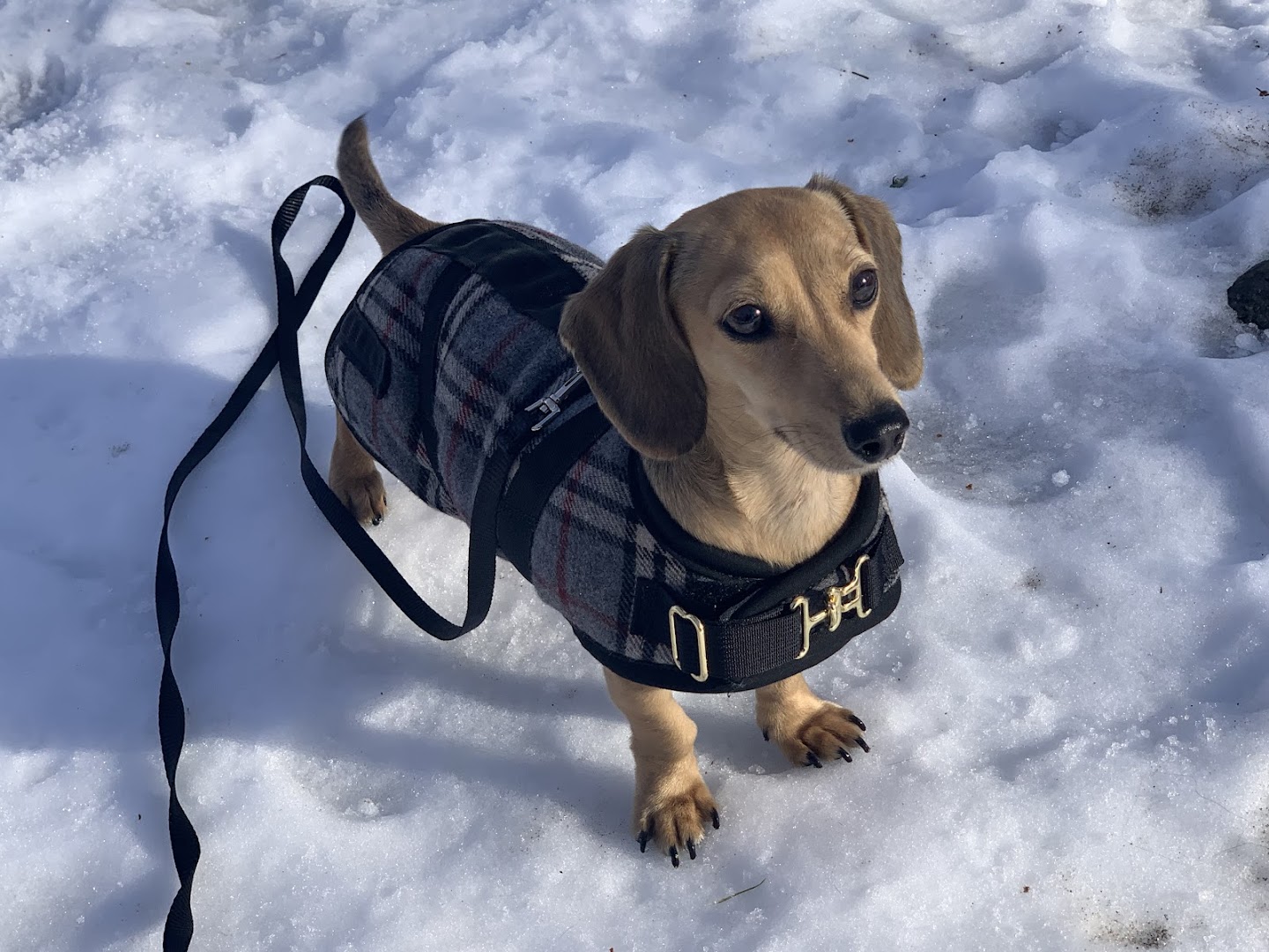 Foggy Mountain Dog Coats