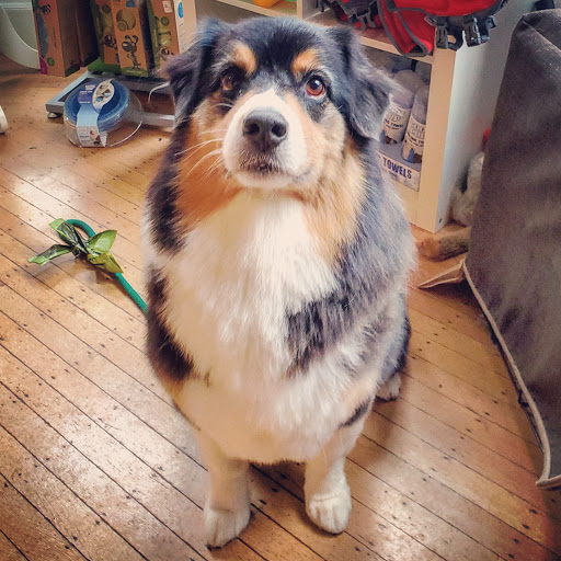 Pet Store «Pawsh Dog Boutique», reviews and photos, 31 Gloucester St, Boston, MA 02115, USA