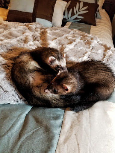 Pet Supply Store «Petco Animal Supplies», reviews and photos, 1220 Commons Cir, Plover, WI 54467, USA