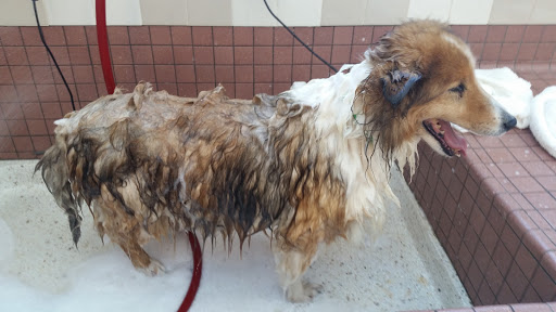 Pet Supply Store «Pet Food Express», reviews and photos, 320 S Lake Ave, Pasadena, CA 91101, USA