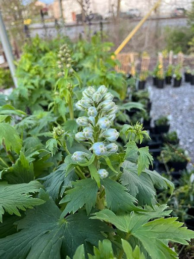 Florist «TG Designs», reviews and photos, 19231 Longmeadow Rd, Hagerstown, MD 21742, USA