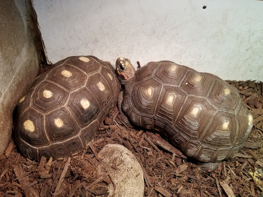 Pet Store «Tye-Dyed Iguana - Reptiles», reviews and photos, 1905 W U.S. 50, Fairview Heights, IL 62208, USA