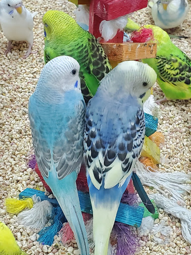 Pet Store «Petland Pensacola», reviews and photos, 6235 N Davis Hwy, Pensacola, FL 32504, USA