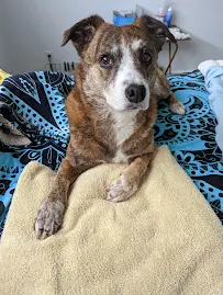 VCA PetCare East Veterinary Hospital - Car repair in Santa Rosa, CA, Santa Rosa - Rated 3.7/5