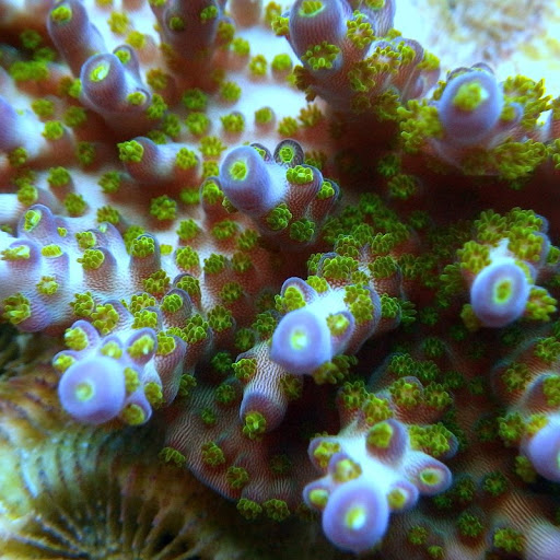 Aquarium «TCCorals Aquarium Service», reviews and photos, 2239 14th Ave, Vero Beach, FL 32960, USA