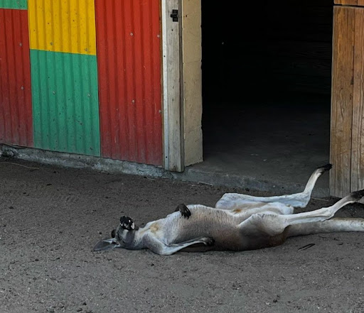 Zoo «Brevard Zoo», reviews and photos, 8225 N Wickham Rd, Melbourne, FL 32940, USA