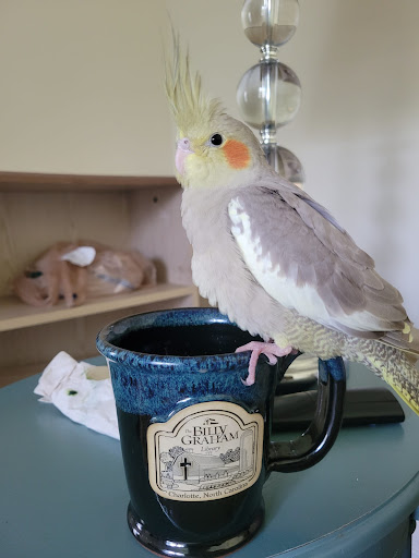 Pet Store «B & B Pet Stop, Inc.», reviews and photos, 5035 Cottage Hill Rd, Mobile, AL 36609, USA